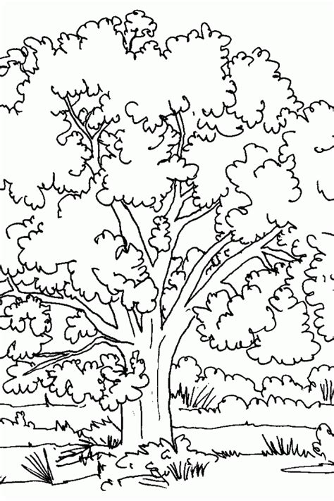 coloring book tree coloring home