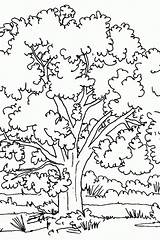 Coloring Tree Book Pages Line Popular Sheet Comments Coloringhome sketch template