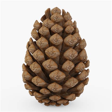 pine cone pinecone  model turbosquid