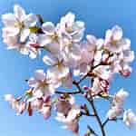 しずかの桜 に対する画像結果.サイズ: 150 x 150。ソース: store.shopping.yahoo.co.jp