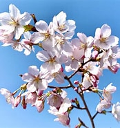 しずかの桜 に対する画像結果.サイズ: 174 x 185。ソース: store.shopping.yahoo.co.jp