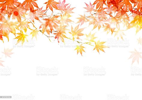 紅葉 秋のベクターアート素材や画像を多数ご用意 秋 紅葉 かえでの葉 Istock