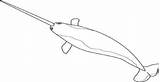 Sharp Designlooter Narwhal Canine sketch template