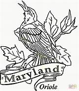 Coloring State Pages Maryland Bird Oriole Printable Iowa Baltimore Color Usa Drawing Birds Kids Razorback Mlb Arkansas Logo Blossom Apple sketch template