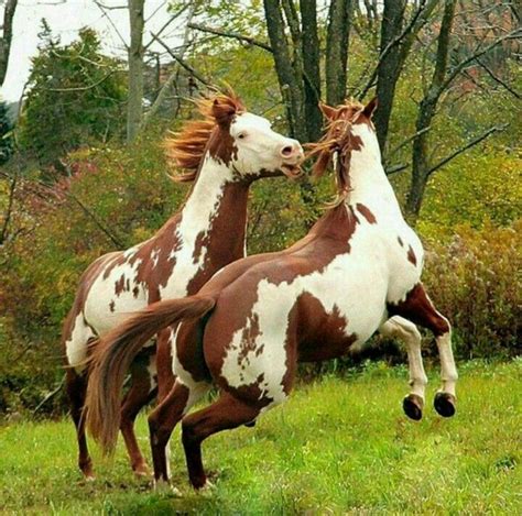 pinto horse horses pinterest