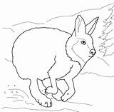 Hare Coloring Arctic Pages Rabbit Running Jack Sheets Animals Drawing Printable Template Hares Fox Color Sheet Kids Getdrawings Getcolorings Habitat sketch template