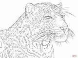 Leopard Coloring Pages Indian Colouring Printable Adult African Portrait Coloriage Kleurplaat Adulte Pour Sheets Supercoloring Detailed Stress Anti Print Animals sketch template