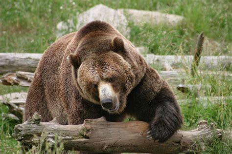 grizzly bear history   interesting facts