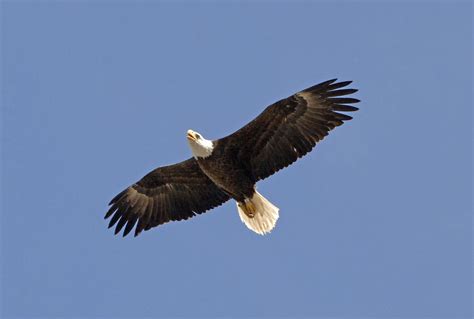 lawmaker azs bald eagles  additional protection environment