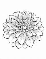 Dahlia Colorear Flor Lotus Youngandtae елена sketch template
