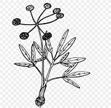 Plant Lomatium Cous sketch template