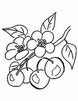 Coloring Cereja Cerezo Cherries Branch Supercoloring Ciliegio Ausmalbild Colorare Rama Cerejas Cerisier Eines Zweig Ramo Tudodesenhos Branche Outras Frutas Duas sketch template