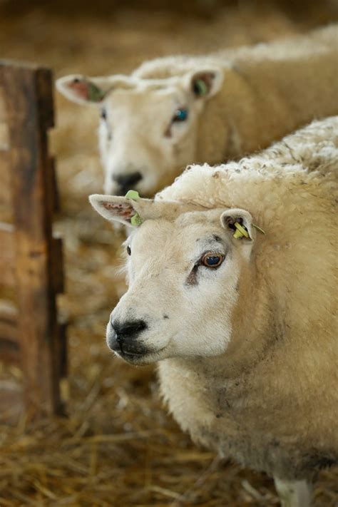 veel melkziekte bij schapen het schaap