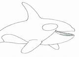 Orca Coloring Whale Pages Printable Getdrawings sketch template