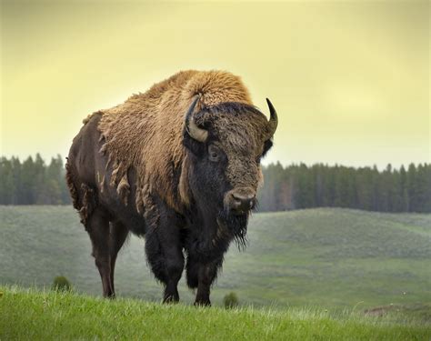 top  reasons  american bison   great mascot earthjustice