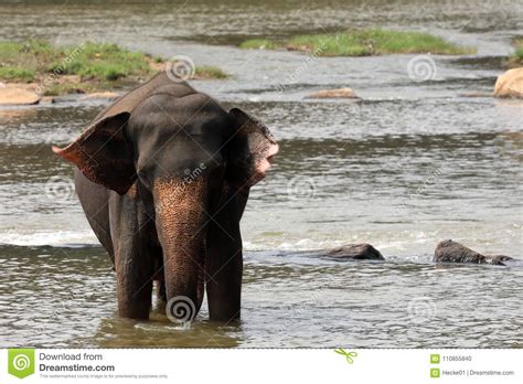 Asian Elephants Bathing In The River Of Pinnawala In Sri