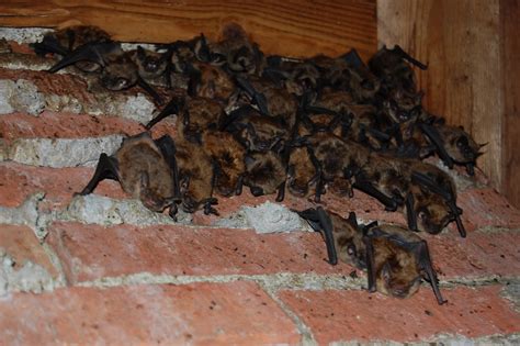 rid  pests   attic rodents insects bats