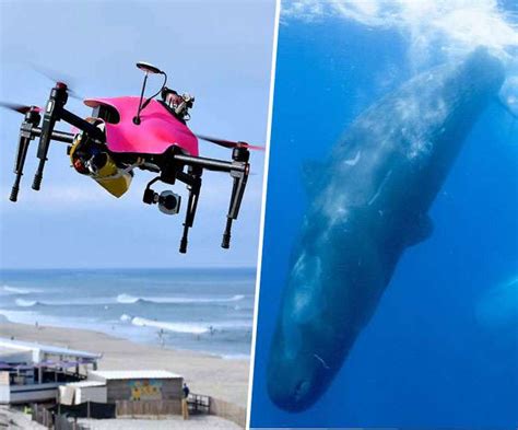drones measure whales   wild whales