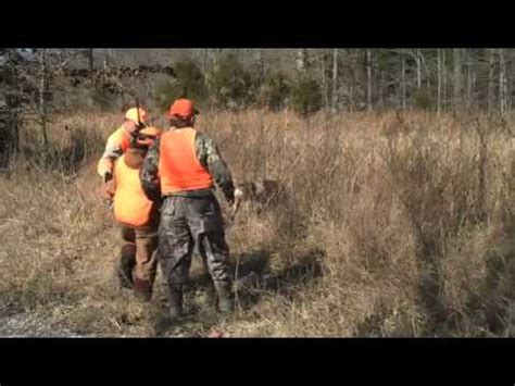 youth quail hunt cheatham wma  youtube