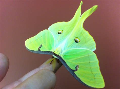 luna moth insects world