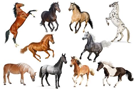 choosing  horse pet friendly future
