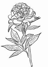 Peony Coloring Pages Chinese Drawing Line Flower Printable Logo Cardinals Supercoloring Flowers Getdrawings Color Peonies Kids Getcolorings Template Categories sketch template