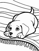 Labrador Coloring Pages Retriever Puppy Golden Lab Printable Drawing Getdrawings Color Getcolorings Print sketch template