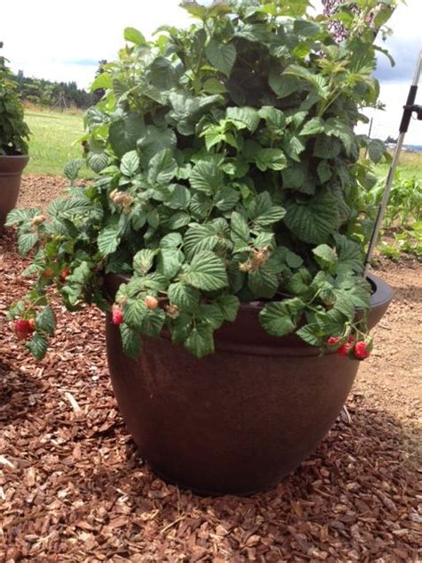 raspberry shortcake plants raspberry garden