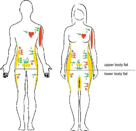 Frontiers Sex Specific Differences In Lipid And Glucose