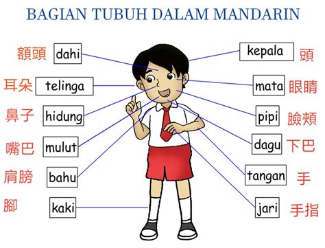 sketsa bagian tubuh manusia imagesee