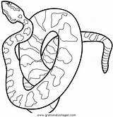 Schlangen Malvorlage Malvorlagen sketch template