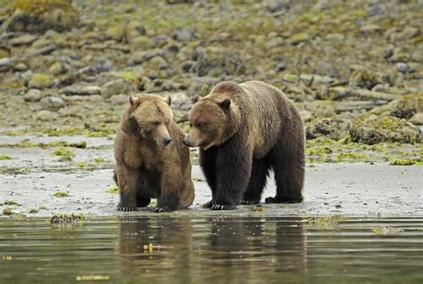 thoughts   big brown bear bears  bear
