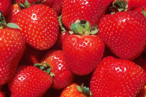 freeze dried strawberries significantly  cholesterol levels dr
