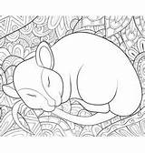 Bookpage Rat Sleeping Coloring Vector Adult Cute sketch template