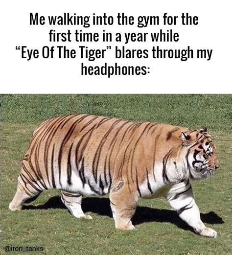 eye   tiger gym funny animal memes stupid funny memes