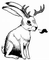 Jackalope Coloring Pages Template sketch template