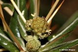 Afbeeldingsresultaten voor "coelodiceras Spinosum". Grootte: 159 x 106. Bron: josenaturaleza.blogspot.com