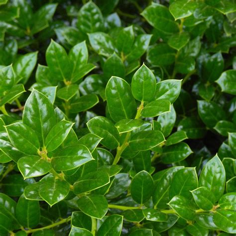 dwarf burford holly for sale fast growing trees