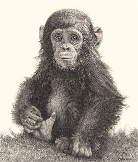 realistic chimpanzee drawing easy learn   draw chimpanzee face