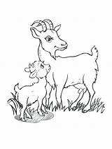 Goat Coloring Pages Baby Cute Boer Drawing Goats Printable Billy Color Getcolorings Mountain Getdrawings Print Three Colorings sketch template