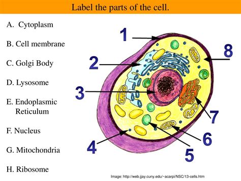 cell parts powerpoint    id