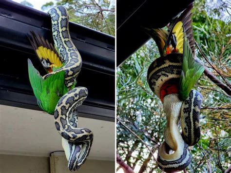 huge python seen feasting on rainbow lorikeet while hanging upside down