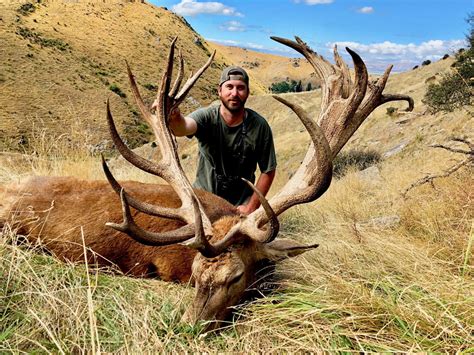 zealand red stag hunt    infos
