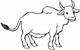 Coloring Bull Zebu Pages Bulls Para Colorear Angus Drawing Clipart Toro Super Printable Color Dibujos Inspired Birthday Cattle Calgar Stampede sketch template
