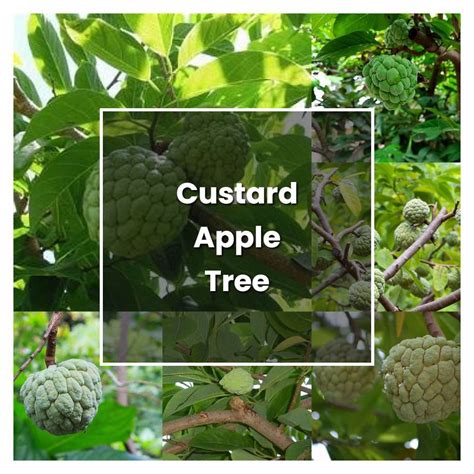 grow custard apple tree plant care tips norwichgardener
