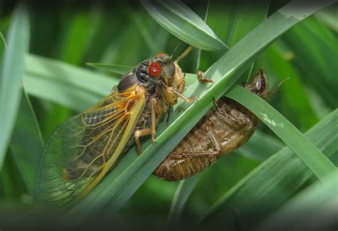 17 Year Cicadas Set To Emerge En Masse After Bite Insectlopedia