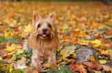 Billedresultat for Silky Terrier. størrelse: 162 x 106. Kilde: www.thesprucepets.com