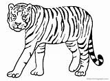 Tiger Coloring Pages Popular sketch template