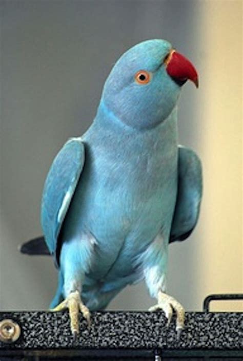 rare blue parrot  amazoniajust beautiful kinds  birds