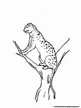 Tree Climbing Jaguar Coloring Pages Printable Kids sketch template